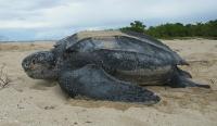 Adult Leatherback Sea Turtle