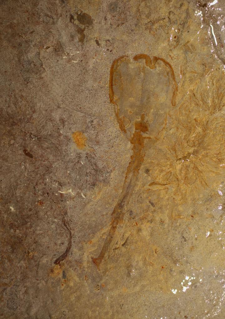 Lone Example of Mysterious Stalked Filter Feeder