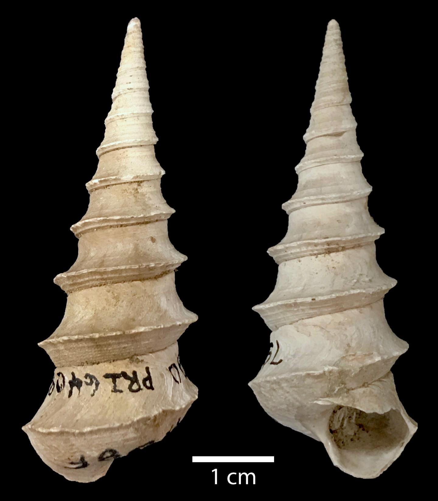 Little lasting impact of the Paleocene-Eocene Thermal Maximum on shallow marine molluscan faunas (1 of 1)