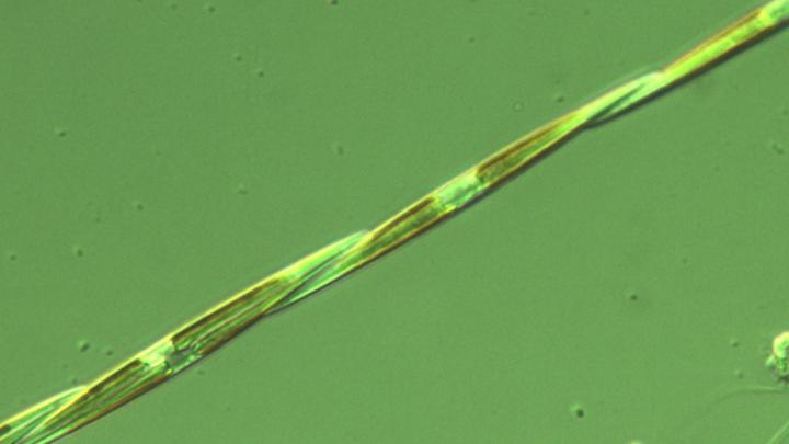 <I>Pseudo-nitzschia</I>