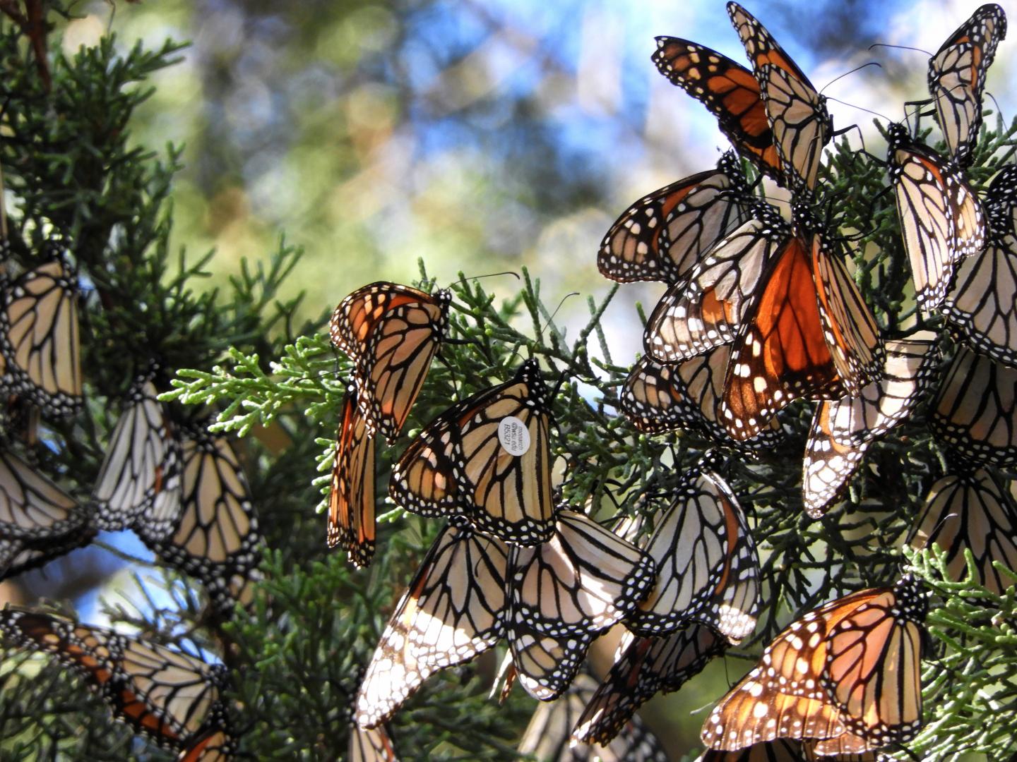 Monarch Butterflies