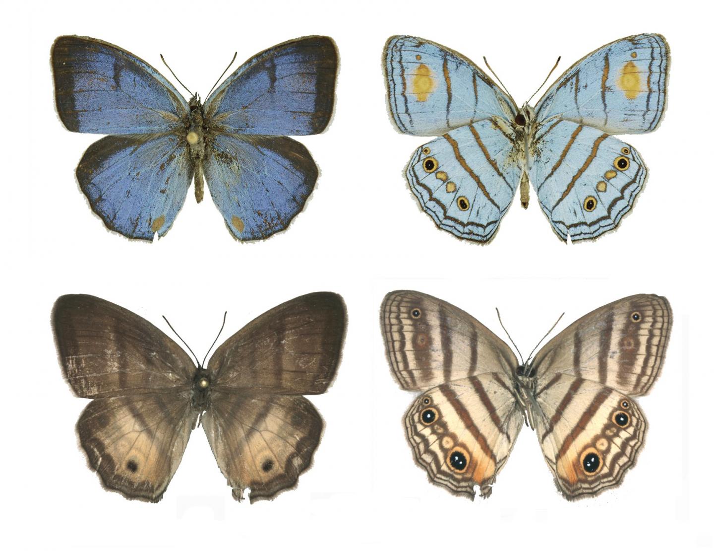Mistaken for Different Species, Male and Female Butterflies Linked by DNA