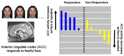 Anterior Cigulate Cortex Responds to Fearful Face