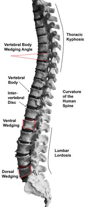 human skeleton lower back