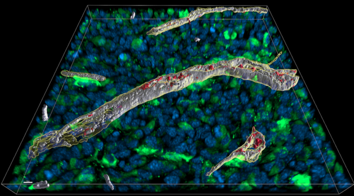 Microscopic analysis of a 16��m-thick cross-section through a tissue in which the immune signaling molecule interferon gamma has been released
