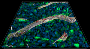 Microscopic analysis of a 16µm-thick cross-section through a tissue in which the immune signaling molecule interferon gamma has been released