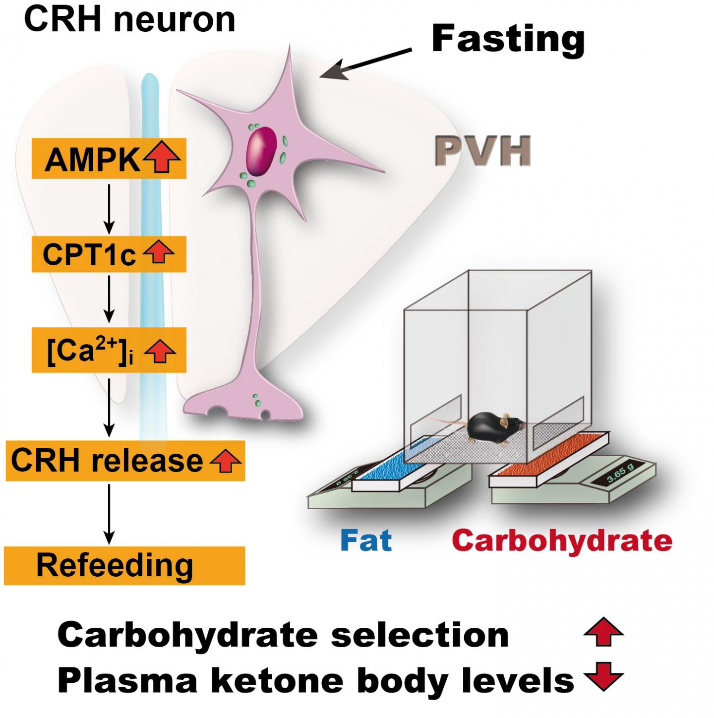 A Specific Group of Neurons is Sufficient and Necessary to Induce Dietary Preference for Carbohydrate over Fat