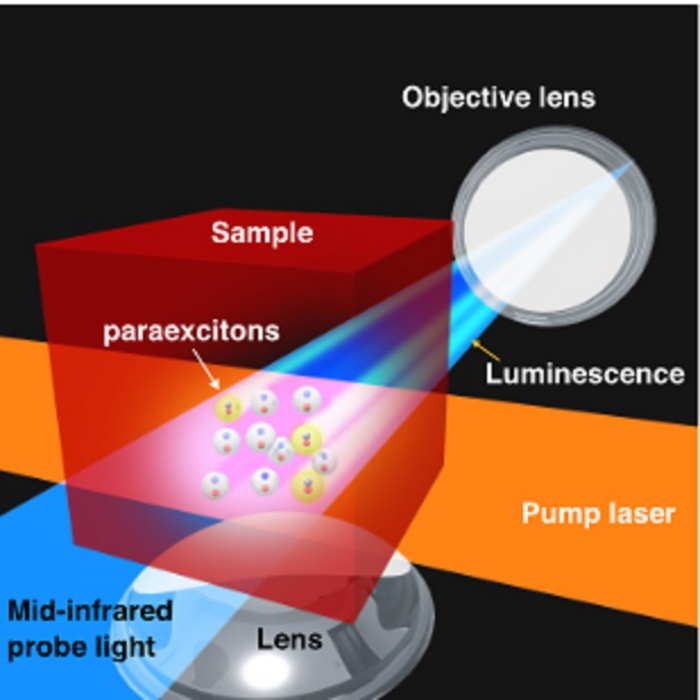 Schematic illustration of the physical processes involved for excitons in the sample