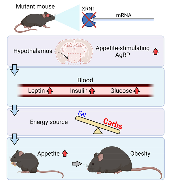 マウスの前脳でのXRN1の欠損による肥満症