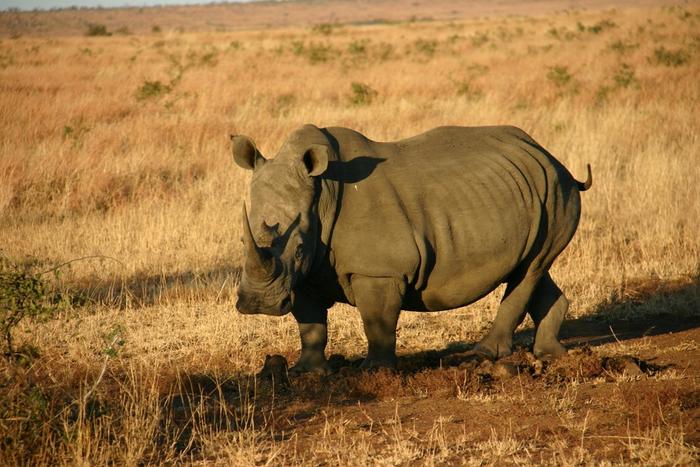 Both black and white rhinos, like this one at Kruger National Park, South Africa, are threatened by climate change.