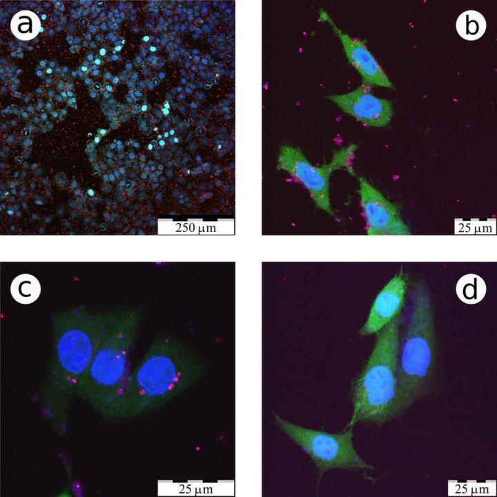 Confocal Fluorescence Microscopy Images