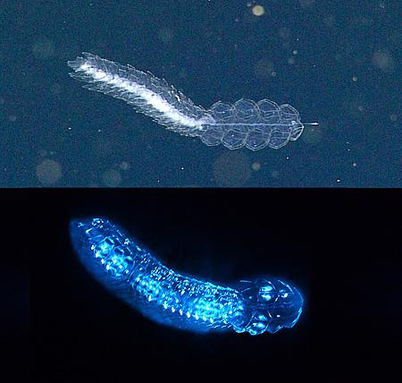 Bioluminescent Siphonophore