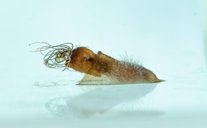 Black flies are semi-aquatic species and depend on flowing waters in their egg, larval and – as seen here – pupal stages.