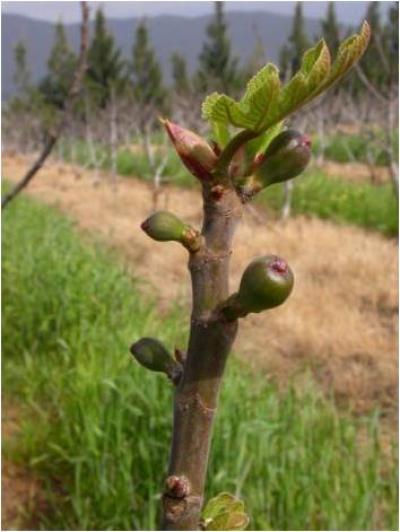 Optimizing Yield and Fruit Size of Figs