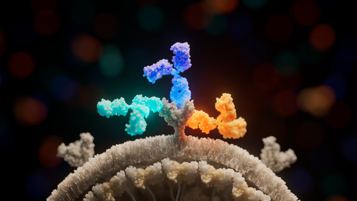 Inmazeb (REGN-EB3) antibodies target the Ebola virus glycoprotein