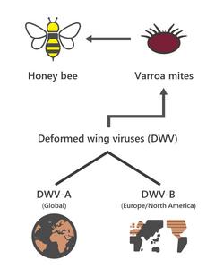 Deformed wing viruses are transmitted to bees by parasitic Varroa mites