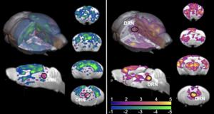 Comparisons of brain responses to DNR activation in awake and anesthetized mice