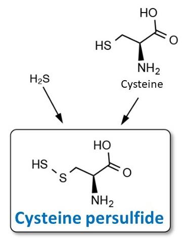 Structure of cysteine persulfide