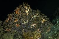 Impact of Deepwater Horizon Oil Spill on Coral Is Deeper and Broader than Predicted