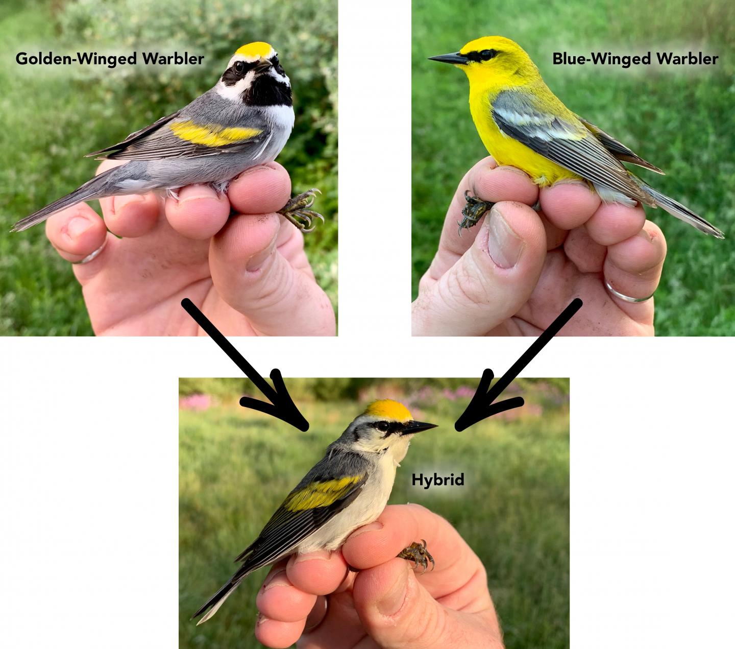 Golden-Winged and Blue-Winged Warblers and Hybrid