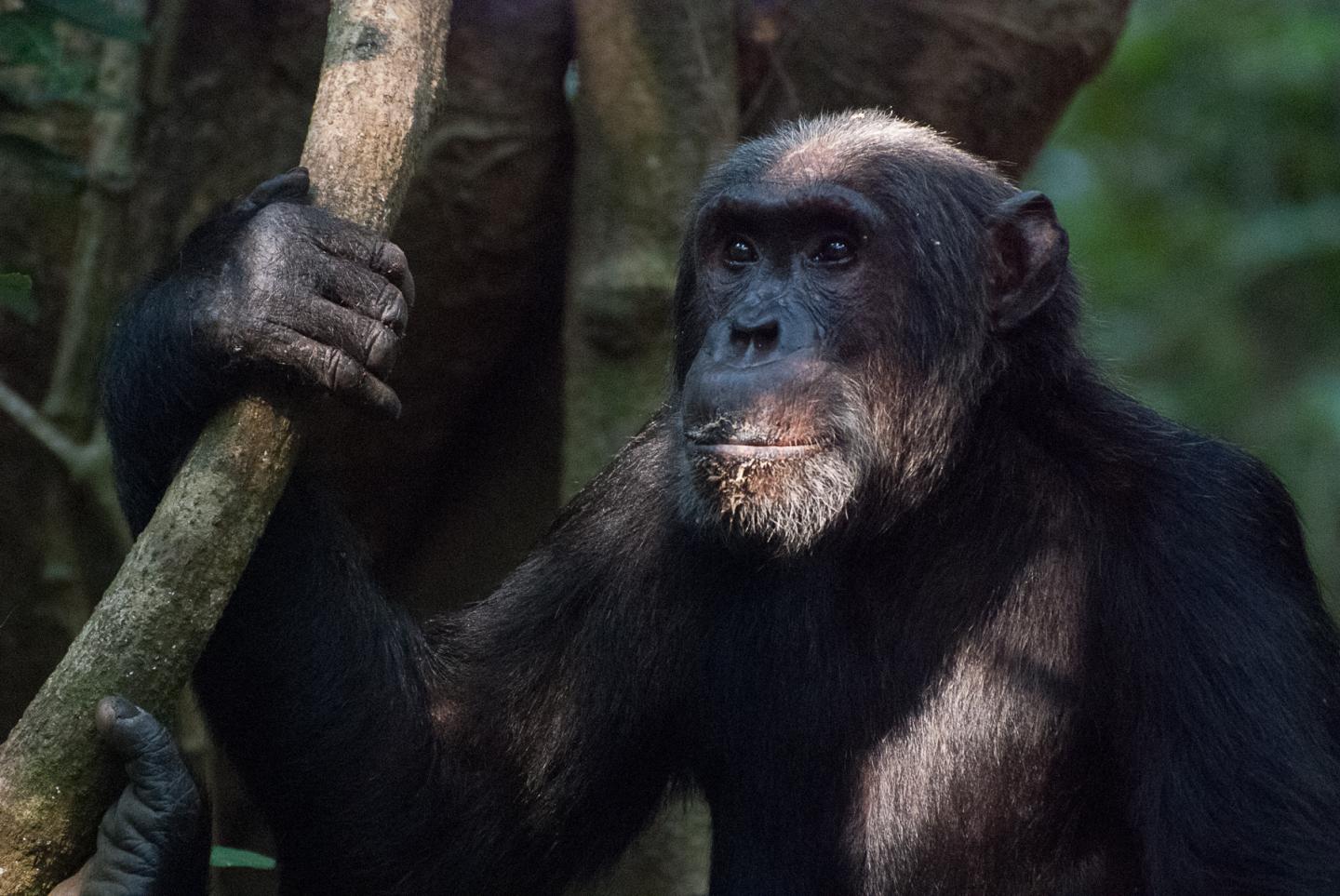 chimpanzee mating with human