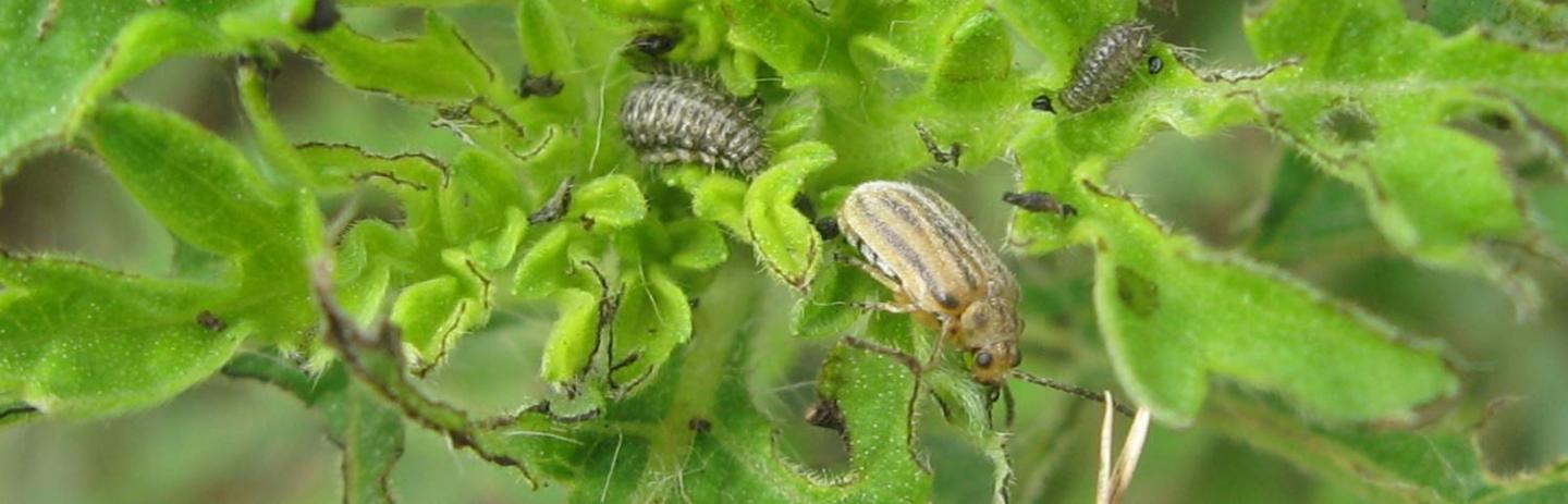 Leaf Beetle <i>Ophraella communa</i>