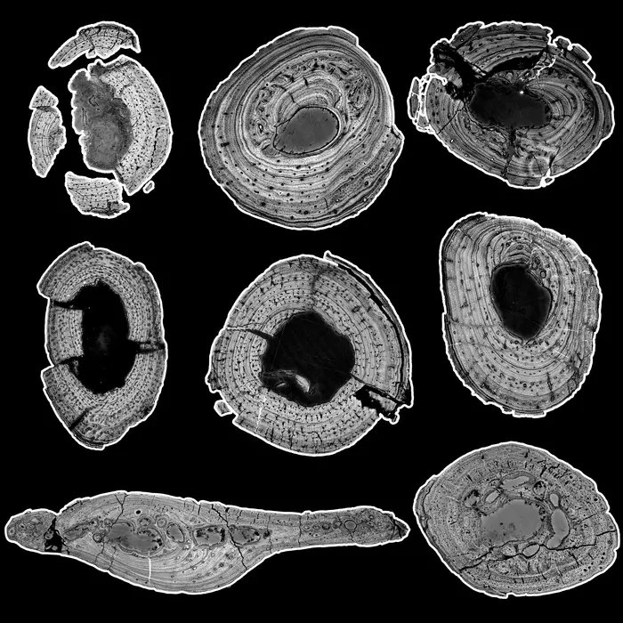 A compilation of scanned bones for the virtual study of the bone structure of Orthosuchus stormbergi, showing a cross-section with secondary osteons, resorption cavities, lamellar-zonal bone, and lines of arrested growth using scans from the ESRF.