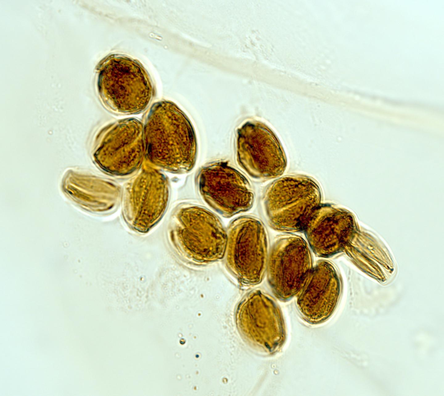 Tricolpate pollen grains