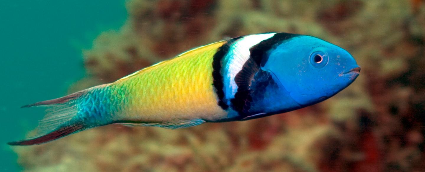 Bluehead Wrasse