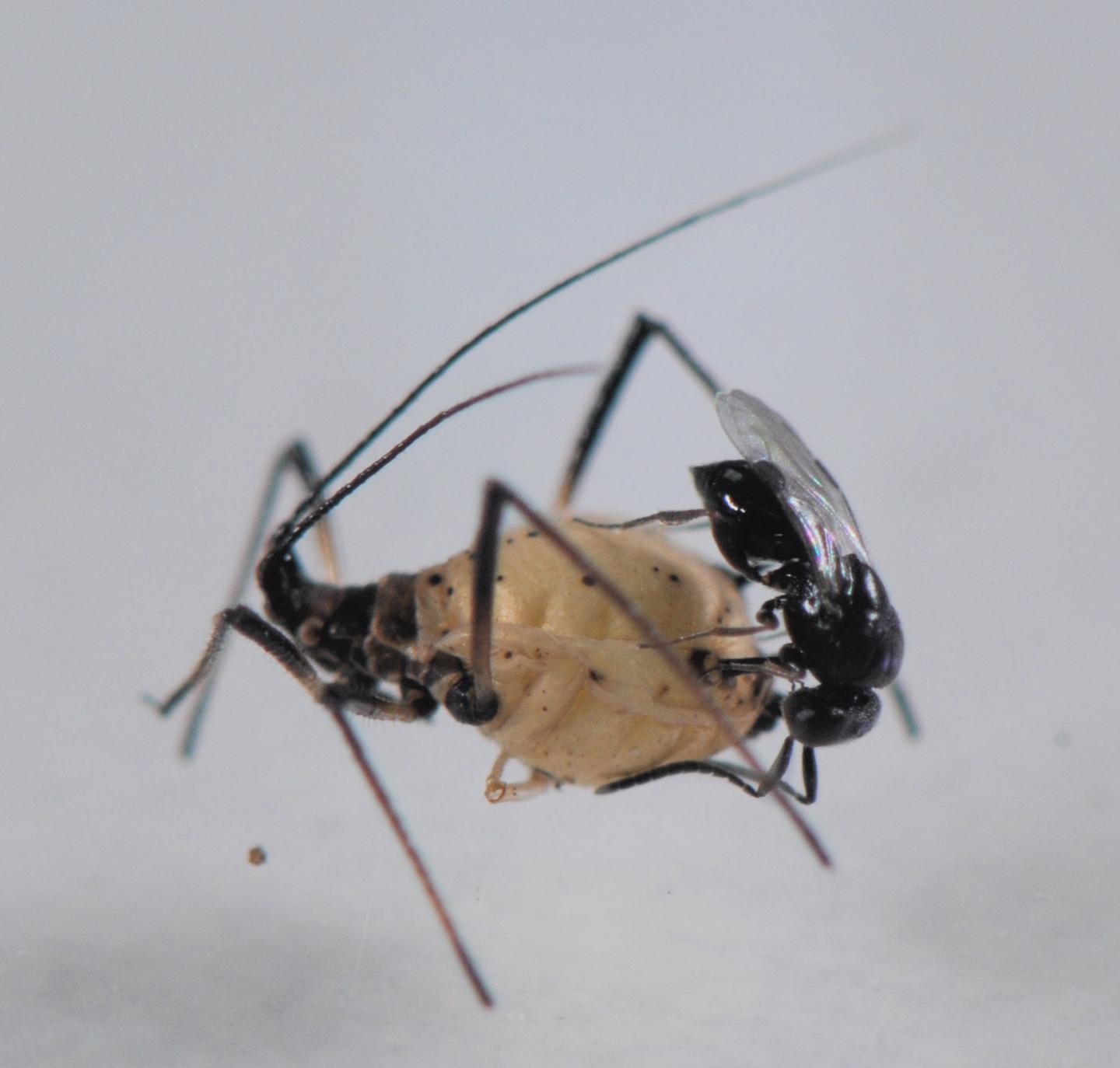 Parasitoid Wasps (1/2)
