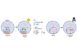 Fighting Aging by Staying Compact