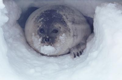 Ringed Seal in Snow Cave
