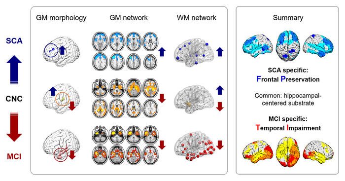 The “Frontal preservation, temporal impairment” hypothesis of successful and pathological cognitive aging