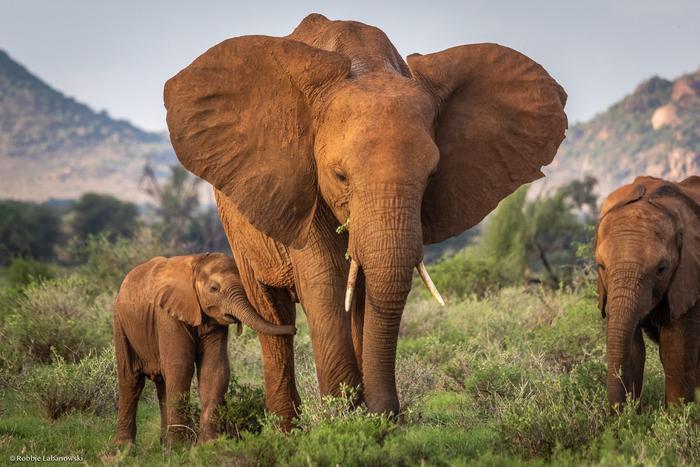 New research discovers longer-term effects on elephants from poaching