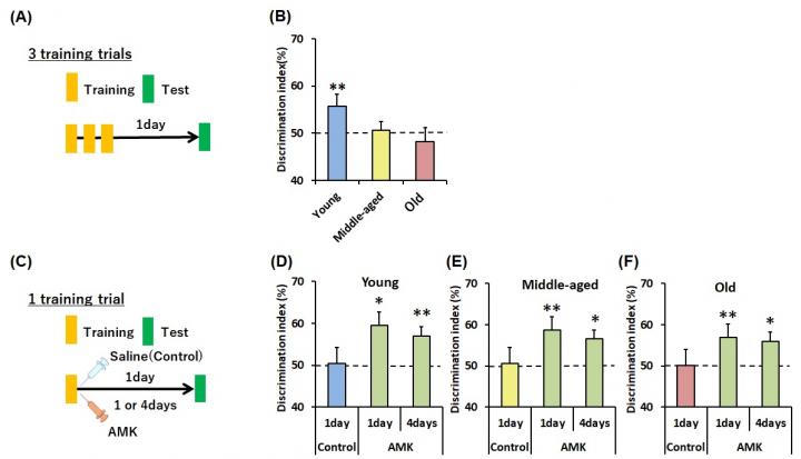 Acute AMK effects on long-term object memory in young, middle-aged, and old mice.