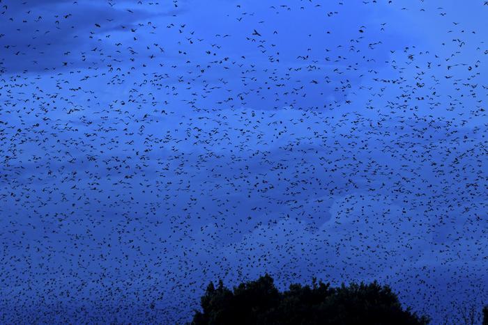 Bats from Kasanka National Park