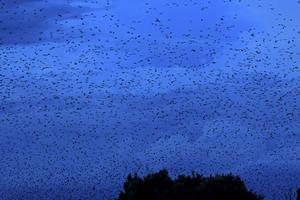 Bats from Kasanka National Park