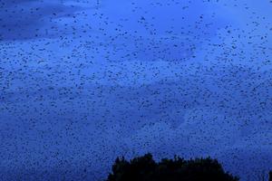 Bats from Kasanka National Park