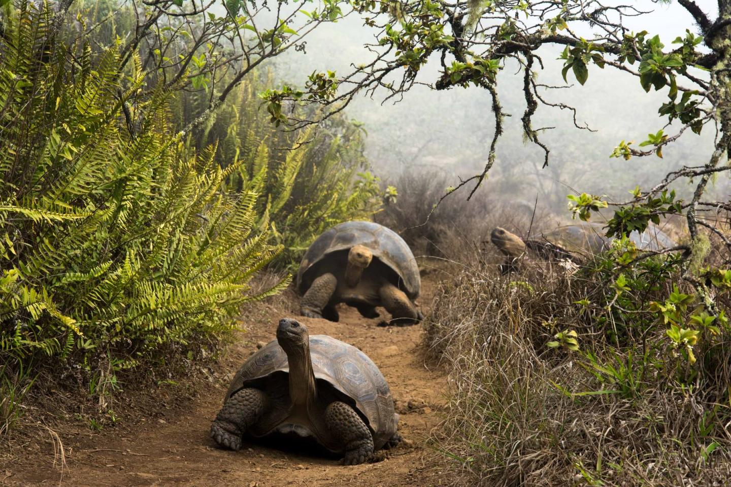 Turtois in Galapagos Islands