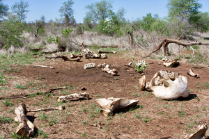 Elephant Carcass