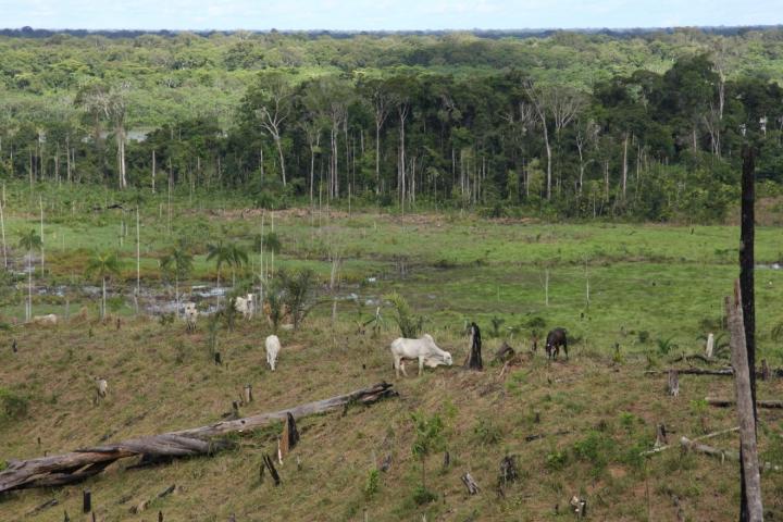 Rainforest and pasture