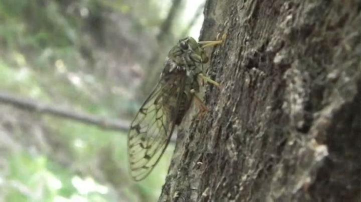 Male Cicada