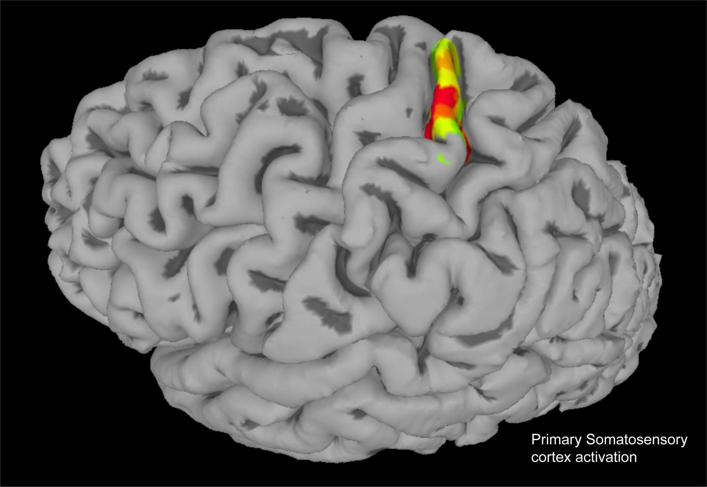 Brain Rendering with fMRI