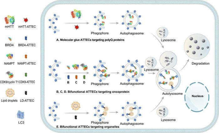 Illustrations of ATTEC degrader technologies targeting different pathogenic biomolecules or organelles.