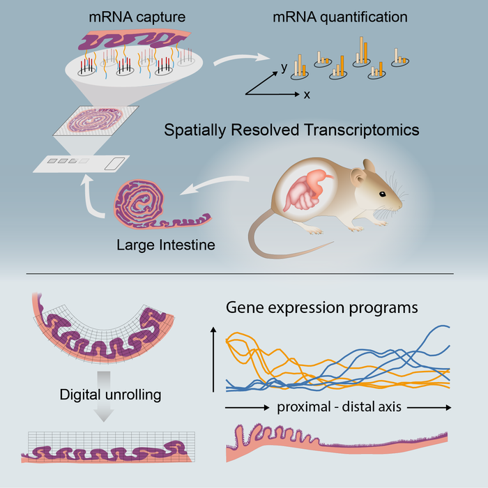Graphical abstract [IMAGE] | EurekAlert! Science News Releases