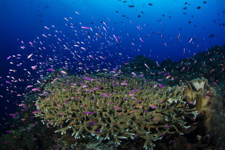 Reef Fish in the Twilight Zone