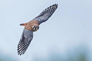 American Kestrel sporting a wing tag.