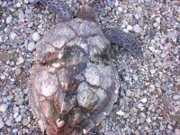 Live Hawksbill Turtle