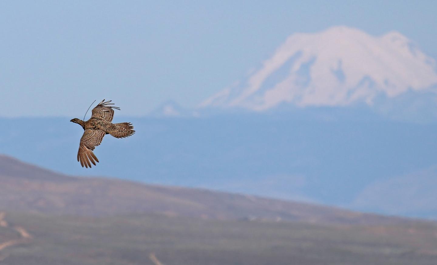 Sage-Grouse