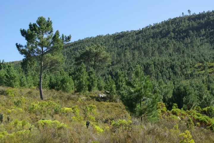 Pinus pinaster, one of many non-native trees that is highly invasive and causes major impacts in South Africa.